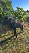 VENDO MURGESE CASTRONE 
