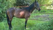 Hongre anglo arabe 3 ans