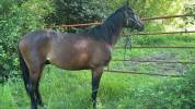 Hongre anglo arabe 3 ans
