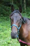 Hongre anglo arabe 3 ans