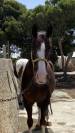 YEGUA HANNOVERIANA (SANCISCO, SANDRO HIT - LONDONDERRY)