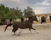 YEGUA HANNOVERIANA (SANCISCO, SANDRO HIT - LONDONDERRY)