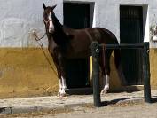 YEGUA HANNOVERIANA (SANCISCO, SANDRO HIT - LONDONDERRY)