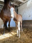 Poulain 2026 OC pour CSO/CCE