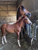 Poulain 2026 OC pour CSO/CCE