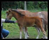 FOAL MALE PONEY - FUTUR D - QUITE EASY