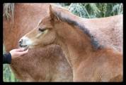 FOAL MALE PONEY - FUTUR D - QUITE EASY