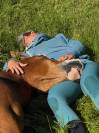 Orion du Val &ndash; Magnifique hongre Selle Fran&ccedil;ais &agrave; vendr