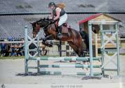 Magnifique jument Welsh part bred