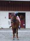 Haiko - Poney de loisir 