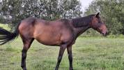 Belle jument loisirs ou repro