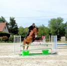 Futur cheval de GP - pr&ecirc;t 1.25m