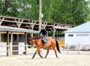 Futur cheval de GP - pr&ecirc;t 1.25m