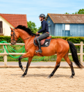 Futur cheval de GP - pr&ecirc;t 1.25m