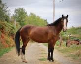 Ponette PFS sport CSO