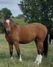 Hongre franche montagne de 2 ans 