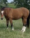 Hongre franche montagne de 2 ans 
