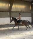 Poney New Forest de 3 ans 