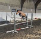 Poney New Forest de 3 ans 