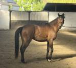 Poney New Forest de 3 ans 
