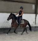 Gelding New Forest For sale 2023 Bay