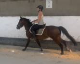 Gelding New Forest For sale 2023 Bay