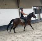 Gelding New Forest For sale 2023 Bay