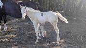 Poulain Paint Horse
