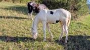 Poulain Paint Horse