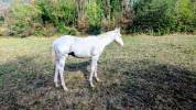 Poulain Paint Horse