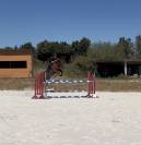 Jeune cheval 4 ans &agrave; vendre 