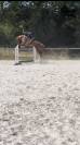Jeune cheval 4 ans &agrave; vendre 