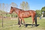 Hongre par Orlando pour CSO ou dressage