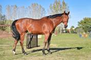 Hongre par Orlando pour CSO ou dressage