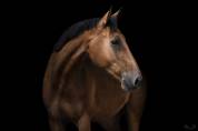Hongre par Orlando pour CSO ou dressage