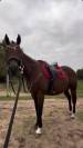 Vente cheval 166 hongre 