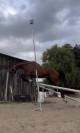 Vente cheval 166 hongre 
