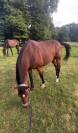 Vente cheval 166 hongre 