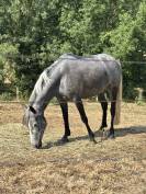 Ponette 5 ans Connemara 143cm 