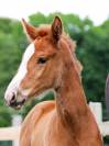 Grand Pouliche de dressage - superbe allures