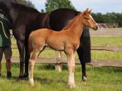 Grand Pouliche de dressage - superbe allures