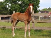 Grand Pouliche de dressage - superbe allures