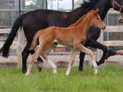 Grand Pouliche de dressage - superbe allures
