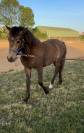 Phallon de iva 