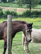 Phallon de iva 