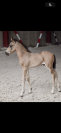 Phallon de iva 