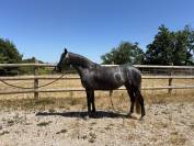 Super ponette de 3 ans 