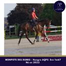 Caballo castrado AQPS En venta 2022 Bayo