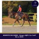 Caballo castrado AQPS En venta 2022 Bayo