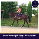 Caballo castrado AQPS En venta 2022 Bayo